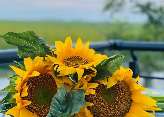 Guest house Halta Pescarus